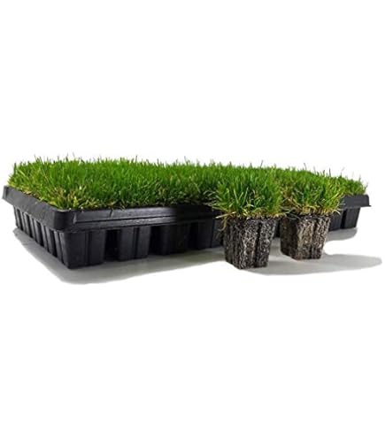 Suu3plants Amazon.com : Gardenera Premium ZZ Plant Superior Growth Soil